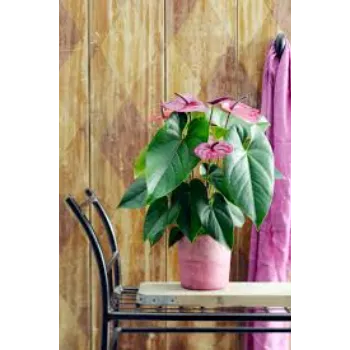 Sweet Anthurium